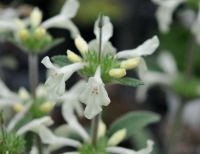 Nice white flowers and serrated foliage.